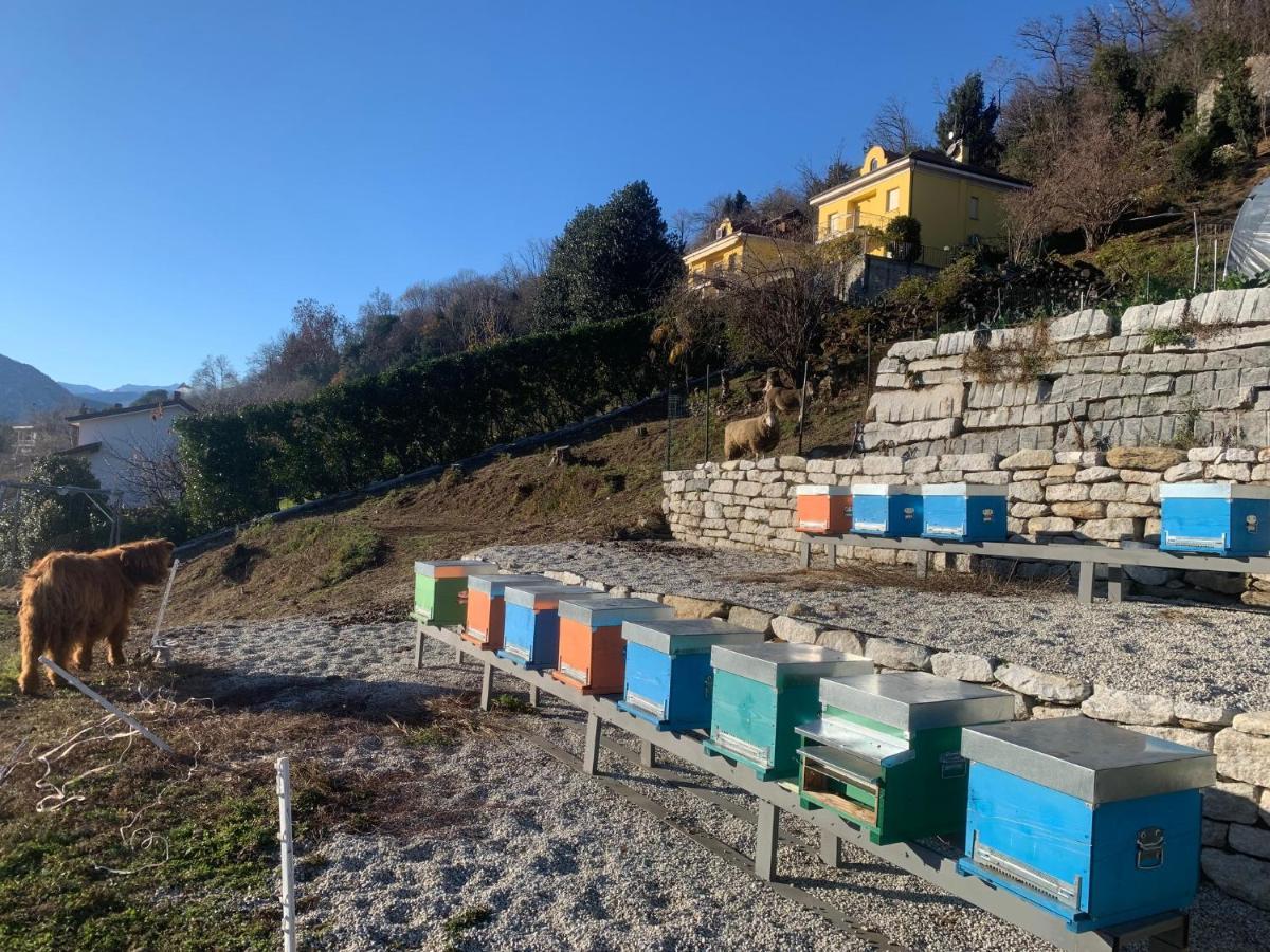 Sole * Verbania